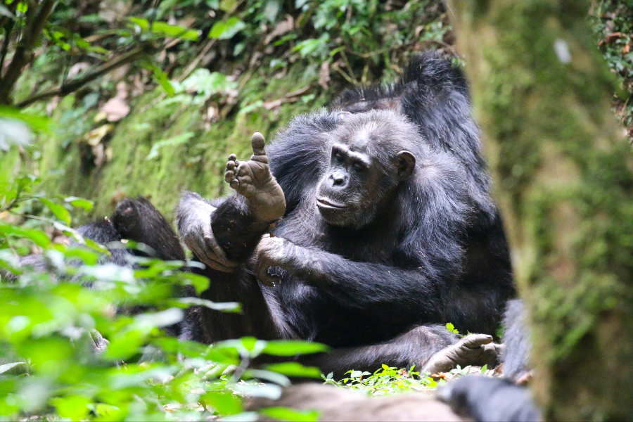 NYUNGWE NATIONAL PARK