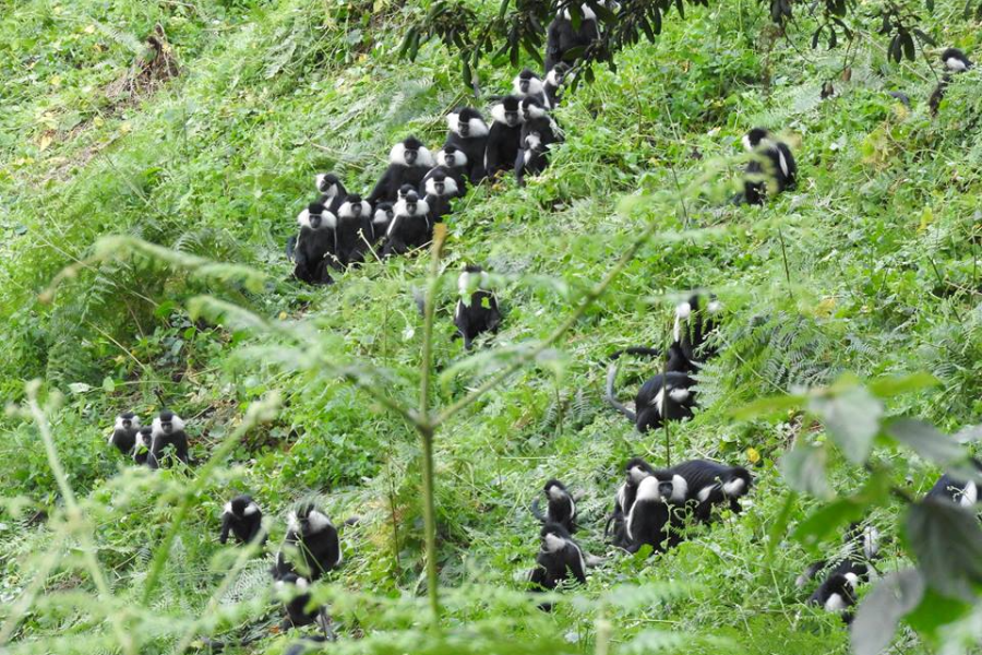 NYUNGWE NATIONAL PARK