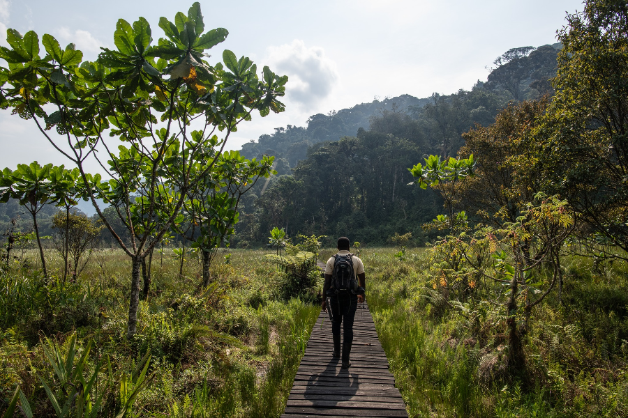 NYUNGWE NATIONAL PARK