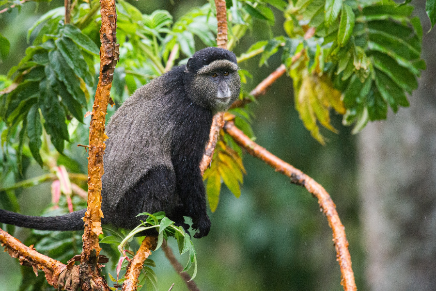 NYUNGWE NATIONAL PARK