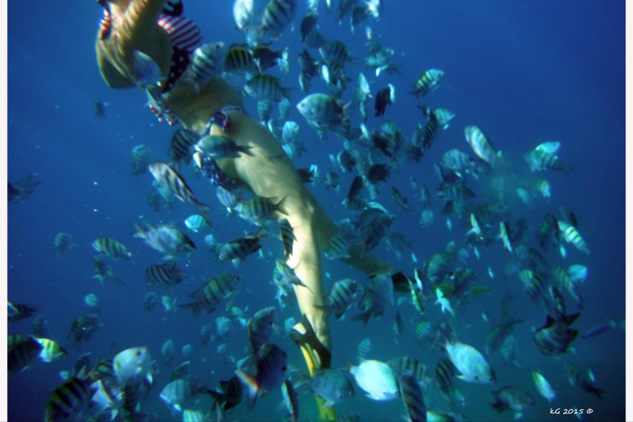 snorkeling - ©ryanna sun