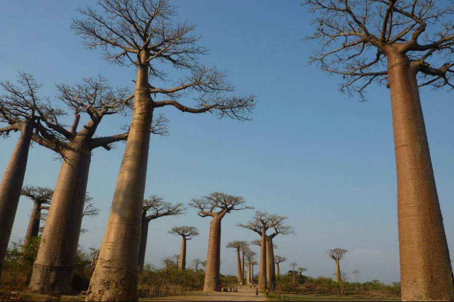 Allée des Baobabs - ©Madagascar Circuits Tours