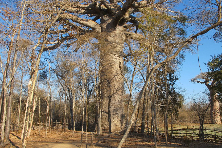 Baobab Sacré - ©Madagascar Circuits Tours