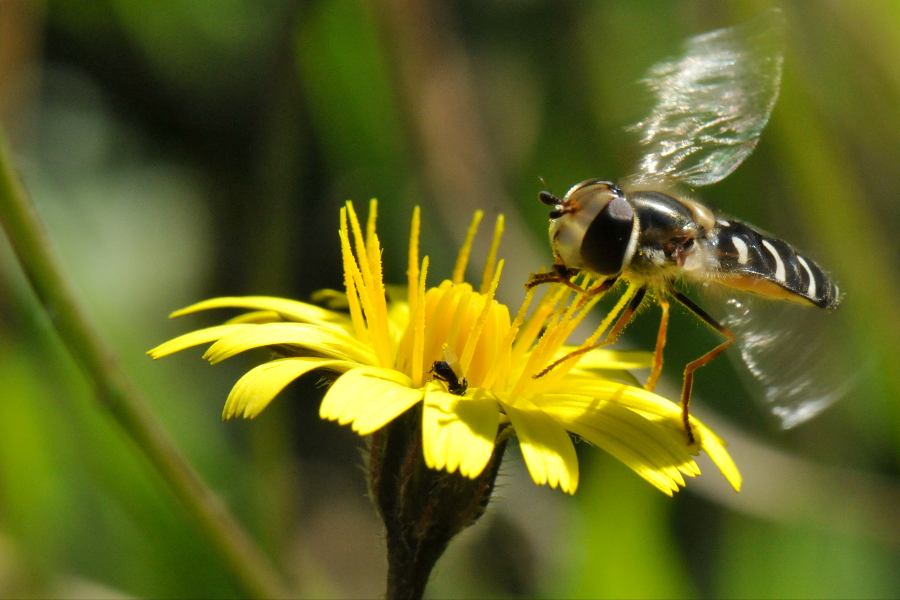 bee - ©botanical park