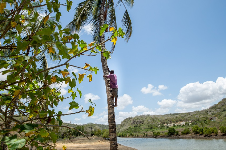 Wine tapping experience with expertise of the local wine tapper Ngala Saba - ©yes