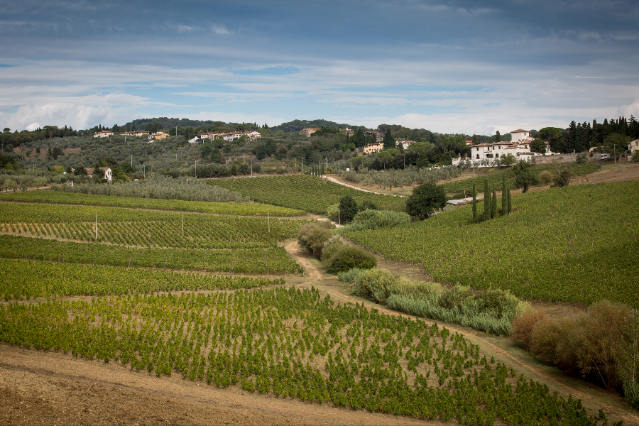 Our Estate with the Villa and the cellar