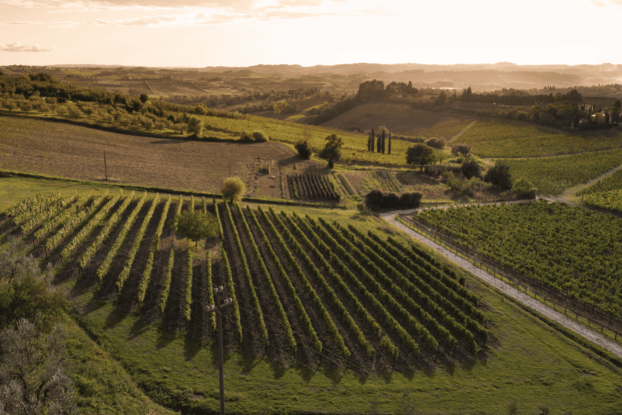 vignatonda