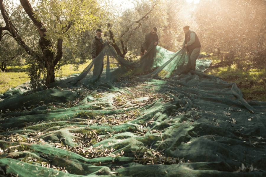 Olive harvest
