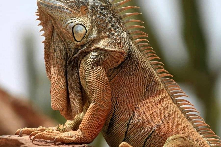 Iguane - ©CROCOPARC