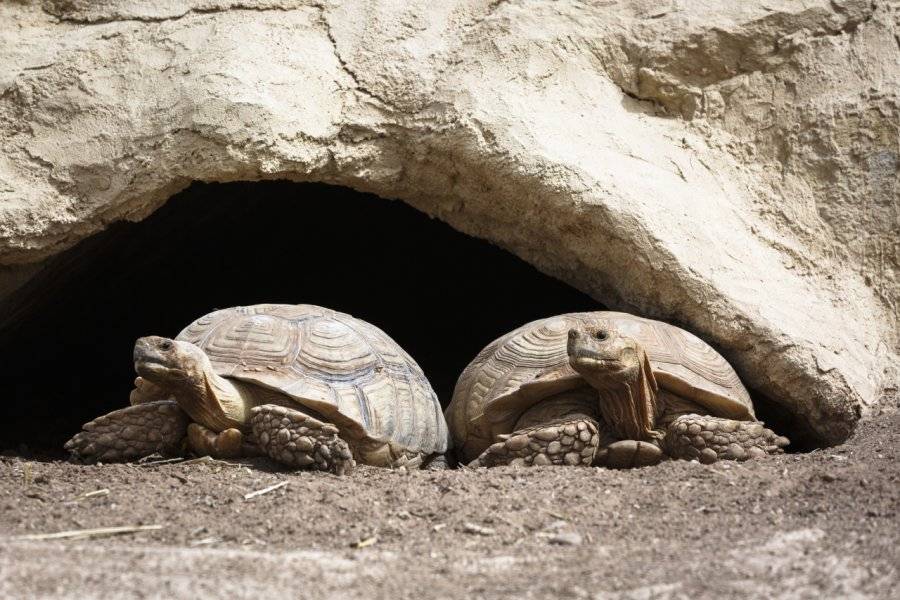 Tortues Sulcatas