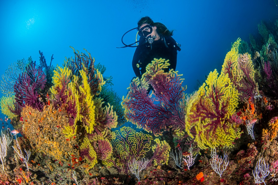 Plongée aux îles Medes - ©Rafael Fernández - Diving Center la Sirena