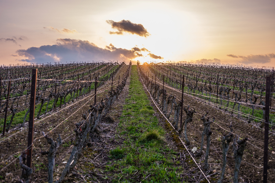 CHÂTEAU AUZIAS - CAVEAU