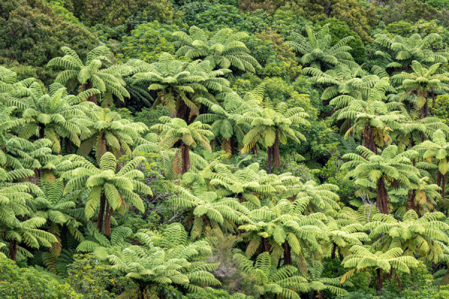 Les fougères arborescentes de Nouvelle-Zélande - ©Yoann Feillet
