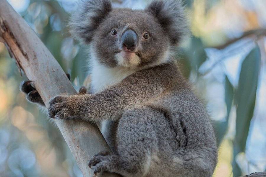 Koala - ©ANTIPODES TRAVEL