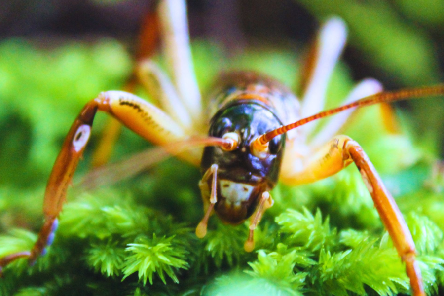 Auckland Tree Wētā