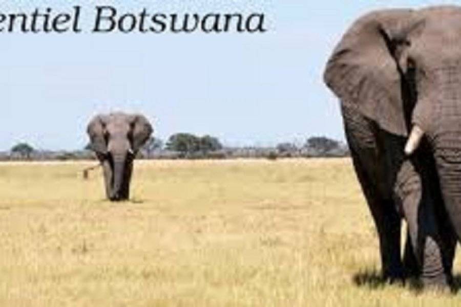 essentiel botswana - ©ROYALE WILDERNESS SAFARIS