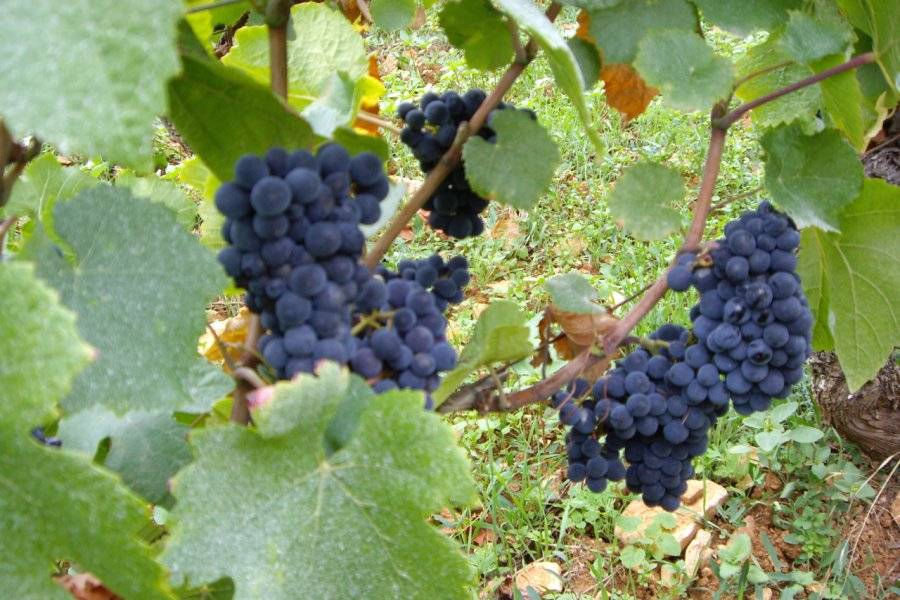 DOMAINE PERRIN CELINE Vineyard Ladoix-Serrigny photo n° 350812 - ©DOMAINE PERRIN CELINE