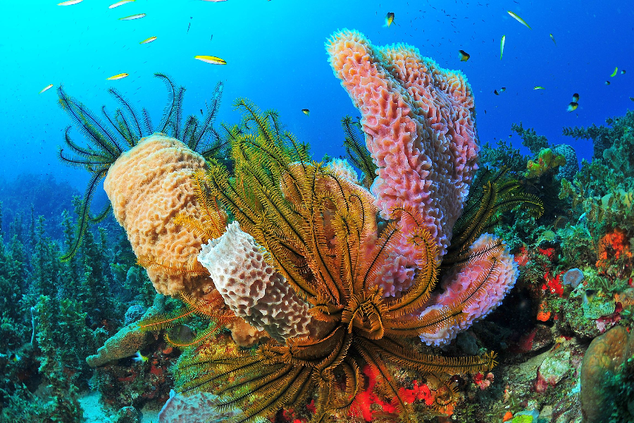 fonds marins martinique - ©@deepturtleplongée