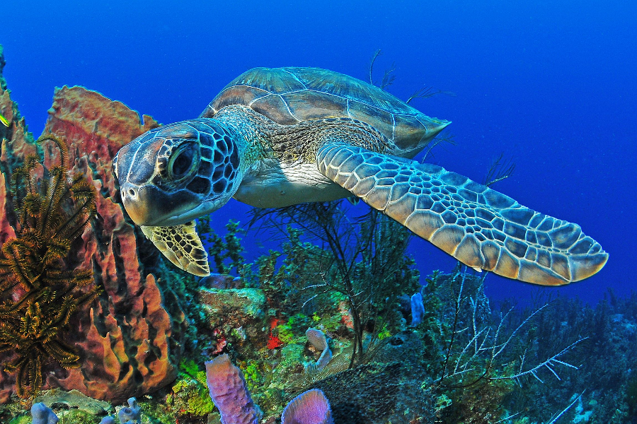 Tortues marines des Anses d'Arlet - ©@deepturtleplongée