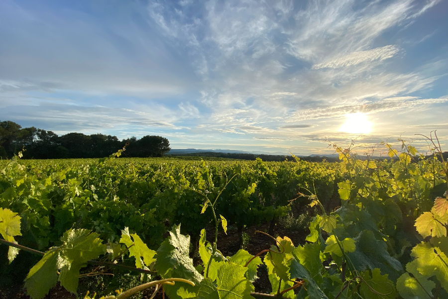 Vignes HVE/Bio