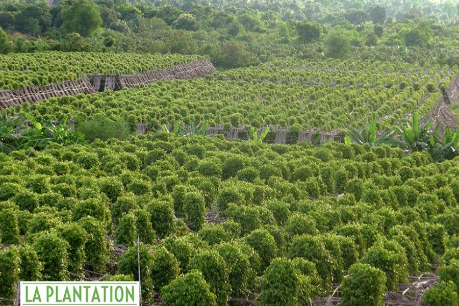 la plantation - ©LA PLANTATION