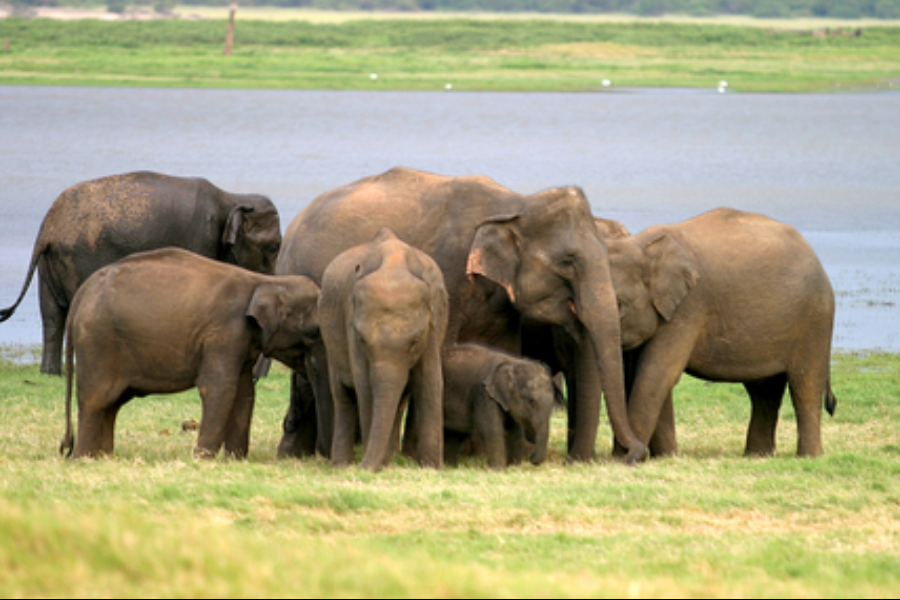 Minneriya national park