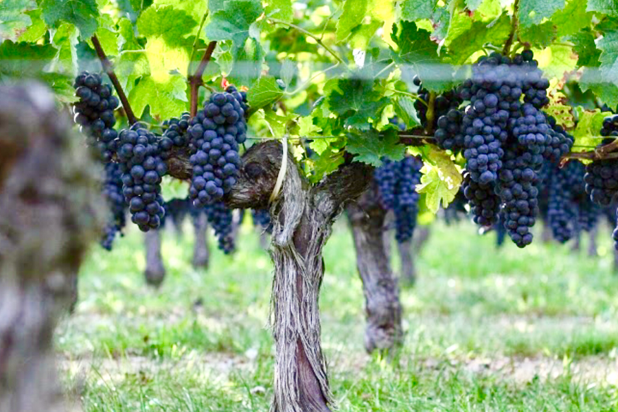 Vignes - ©Château Pipeau