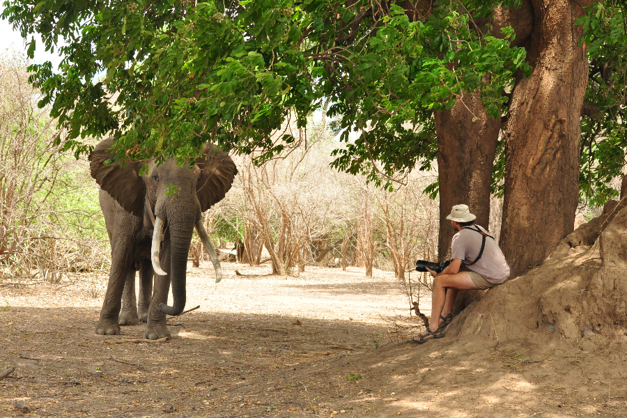 safari à pieds dans  le parc national de Mana Pools avec guide francophone - ©Aurelia Garnier-