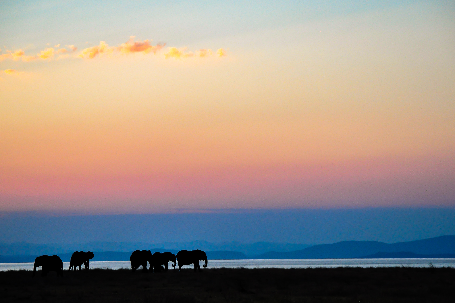 Elephants au coucher du soleil , Parc du Matusadona - Lac Kariba