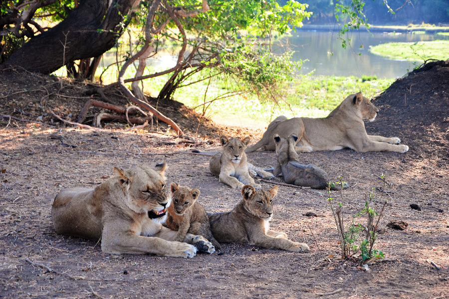 Lions dans le Lower Zambezi - ©Zazu Voyage- Aurélia Garnier
