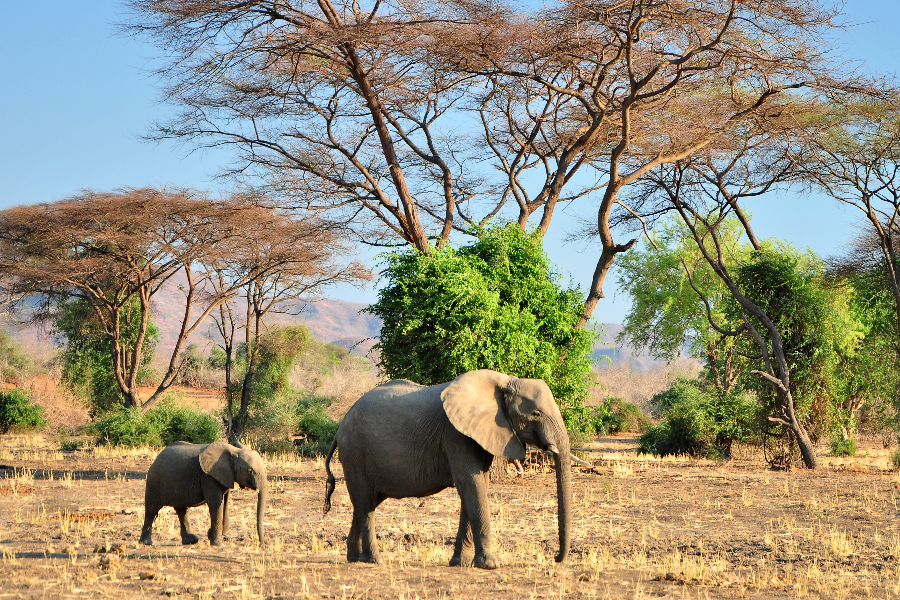 Elephants - Parc du Lower Zambezi- Zambie - ©Zazu Voyage-Aurélia Garnier