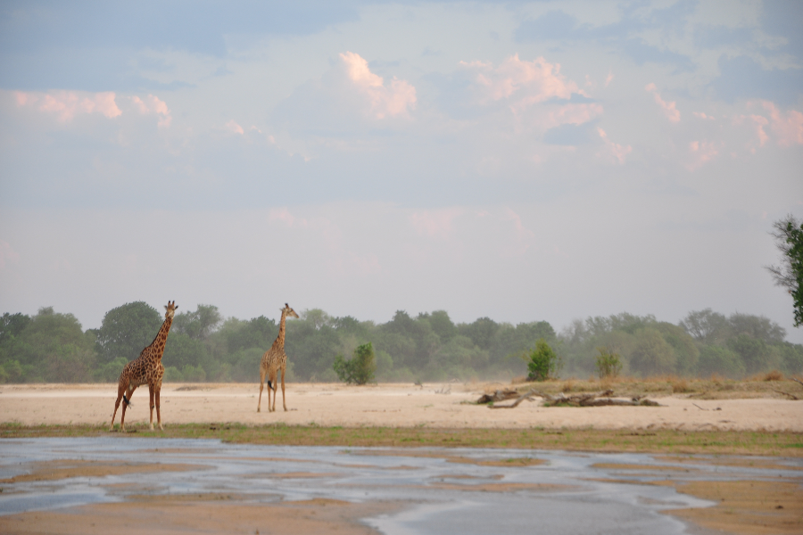 Girafe Thornycroft - Parc de South Luangwa - ©Zazu Voyage-Aurélia Garnier