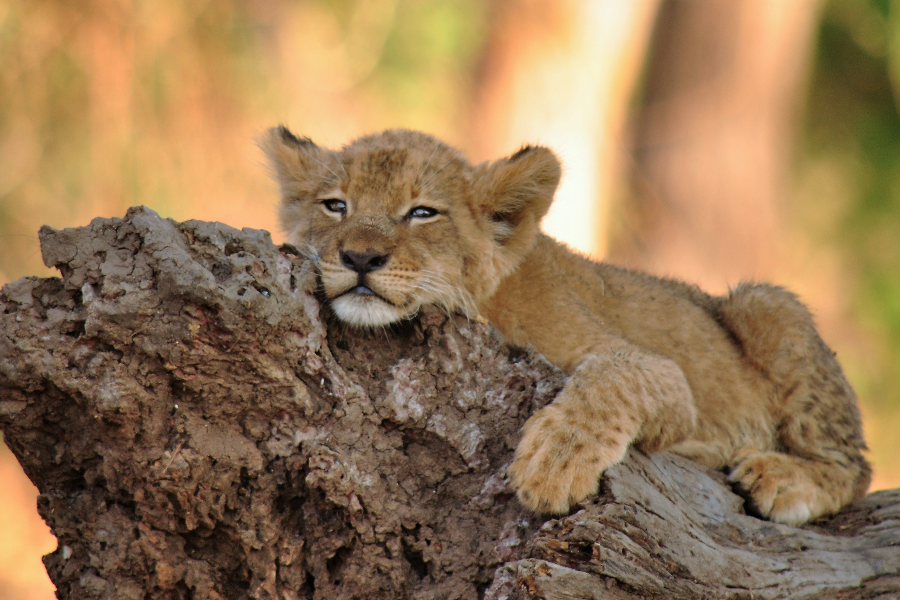 Lionceau dans le Parc du Bas Zambèze ( Lower Zambezi) - ©Zazu Voyage