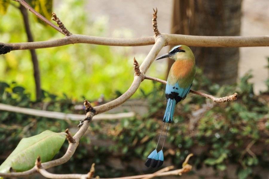 oiseau Motmot - ©TERRA NICARAGUA