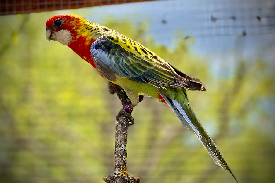 Les oiseaux de la grande volière - ©Parc Animalier de Lussas