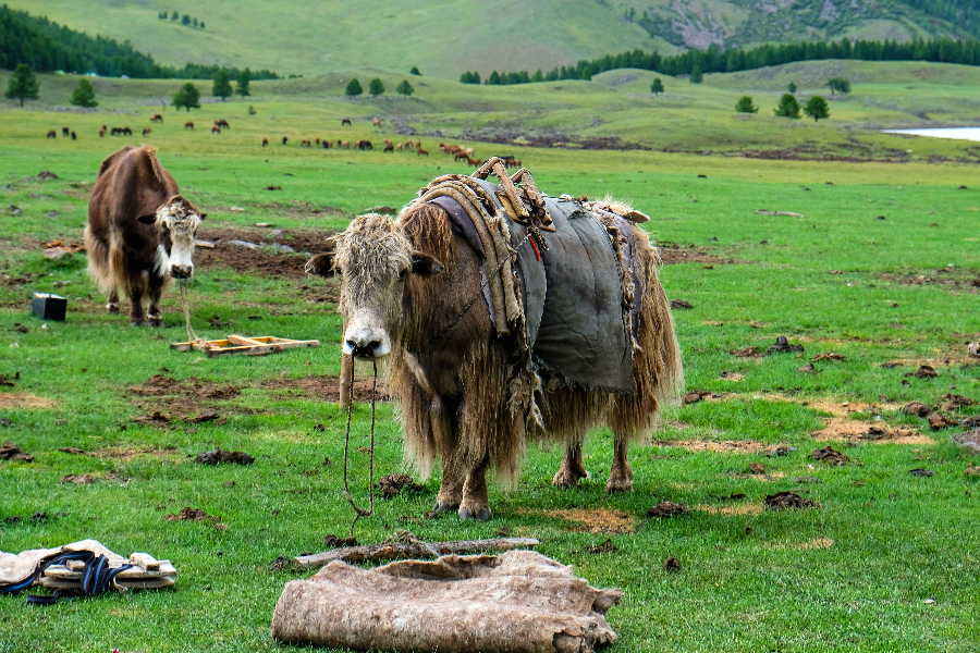 Le Yack - ©Ecovoyage Mongolie