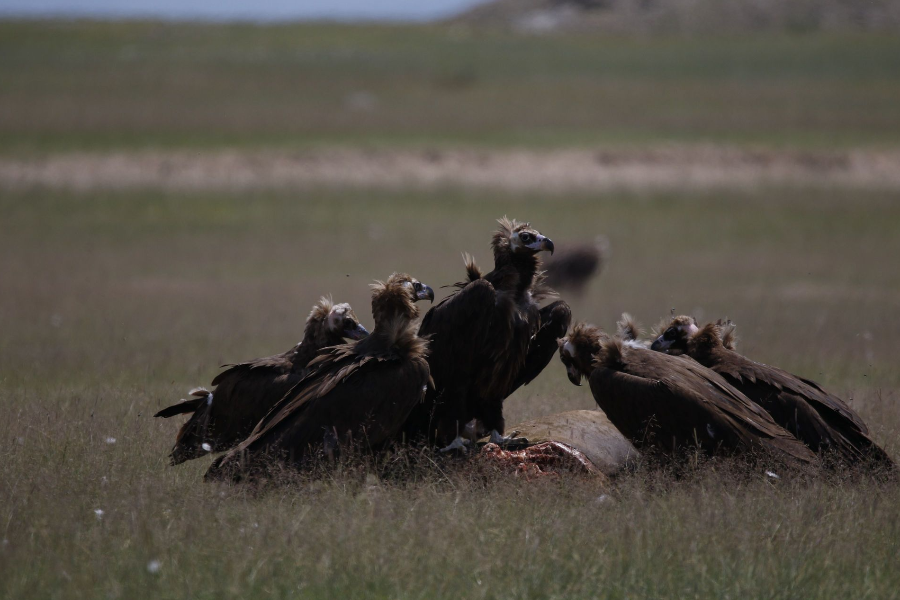 Les Vautours moines (Aegypius monachus) - ©Ecovoyage Mongolie