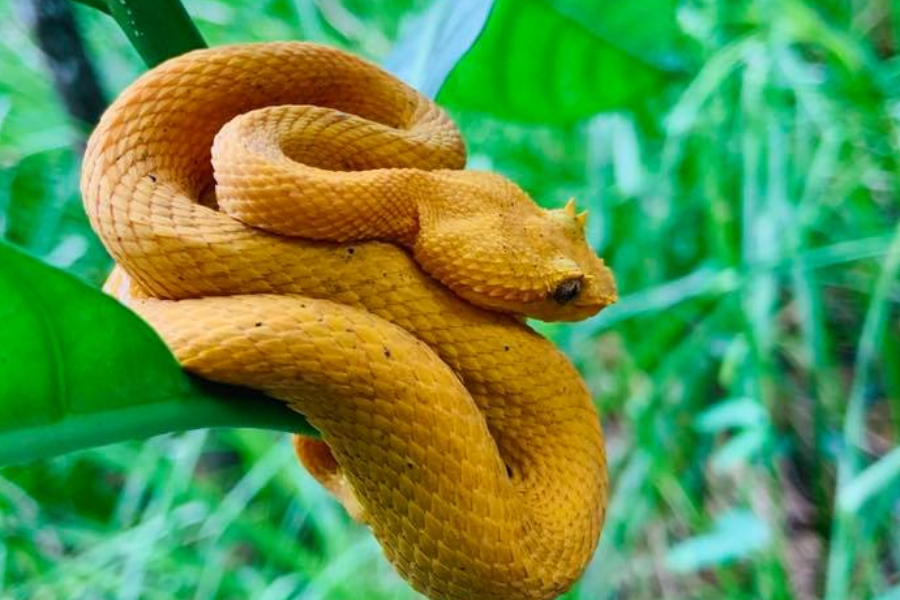 serpent Vacances au Costa Rica - ©Vacances au Costa Rica