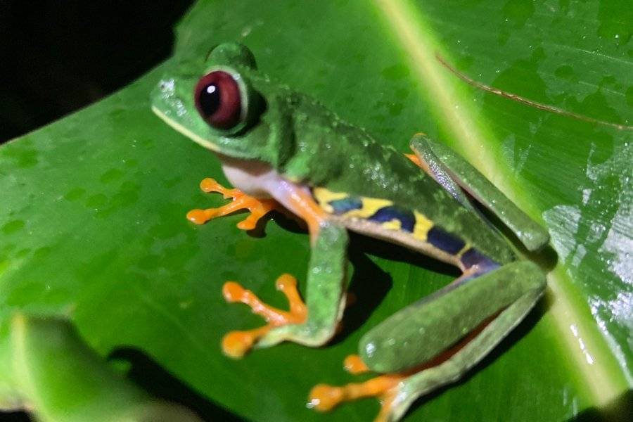Red eye three frog - ©VACANCES AU COSTA RICA