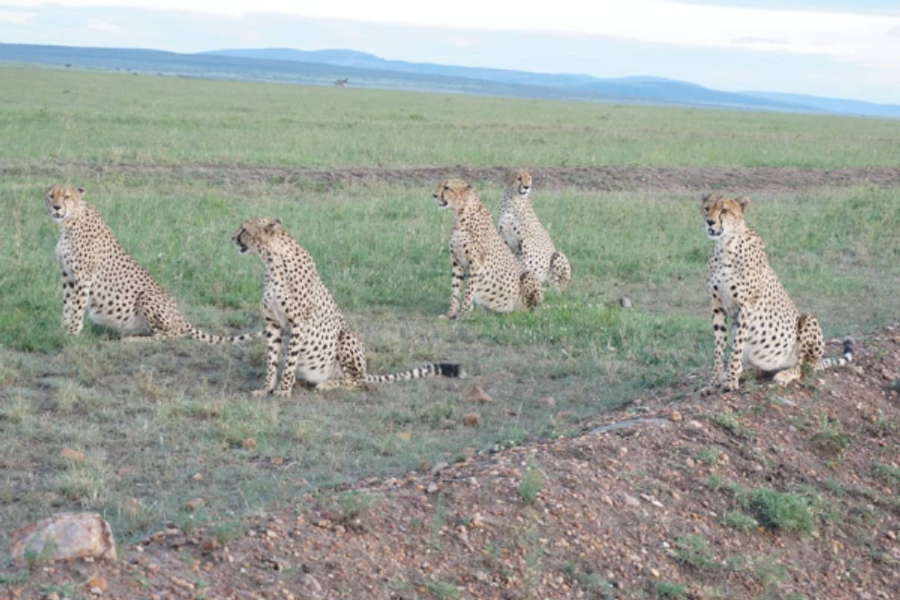 Cheetah Masai Mara - ©@ExpeditionKenyaSafari