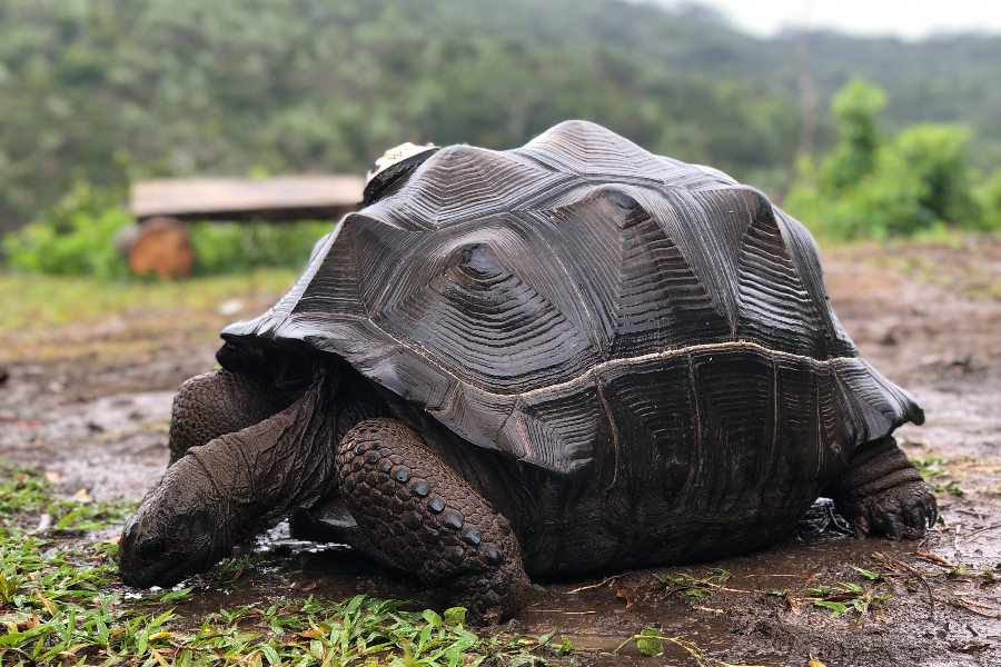 L'une des 13 tortues géantes en liberté dans la réserve