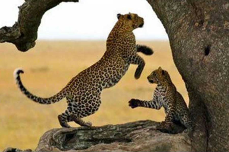 Safari - ©African Scenic Safaris