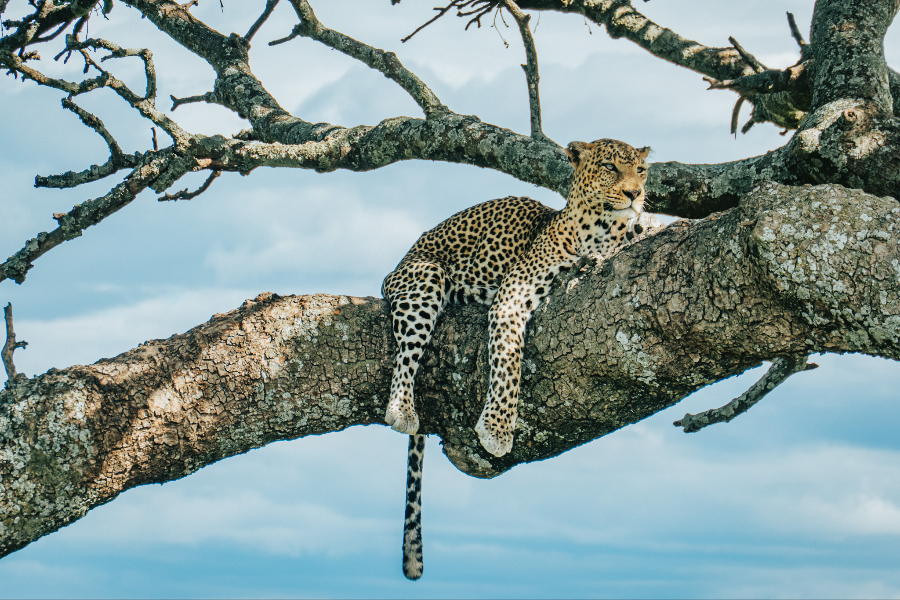 AFRICAN SCENIC SAFARIS