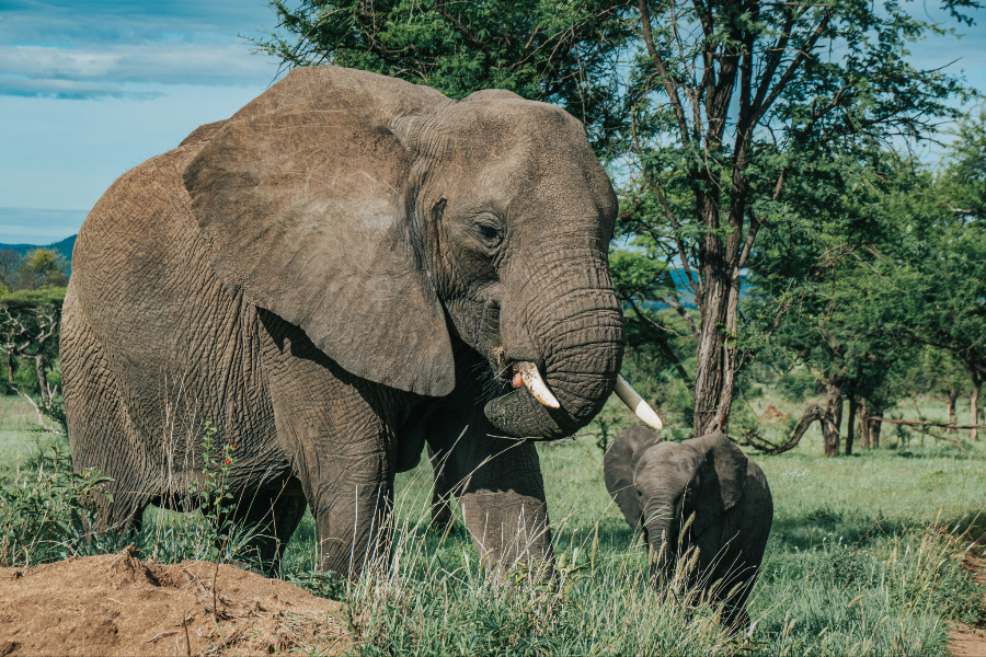 AFRICAN SCENIC SAFARIS