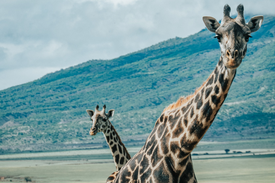 AFRICAN SCENIC SAFARIS