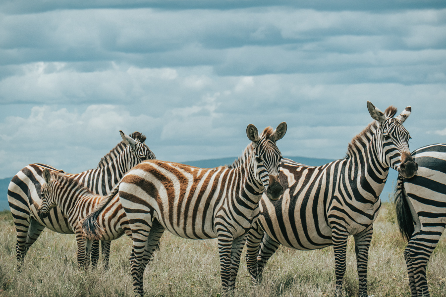 AFRICAN SCENIC SAFARIS