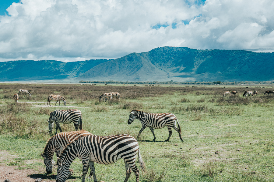 AFRICAN SCENIC SAFARIS