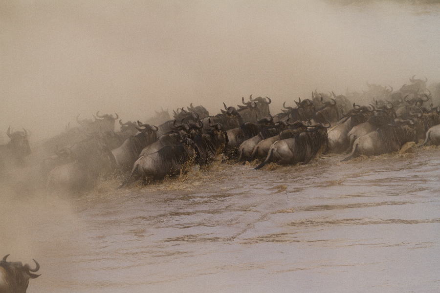AFRICAN SCENIC SAFARIS
