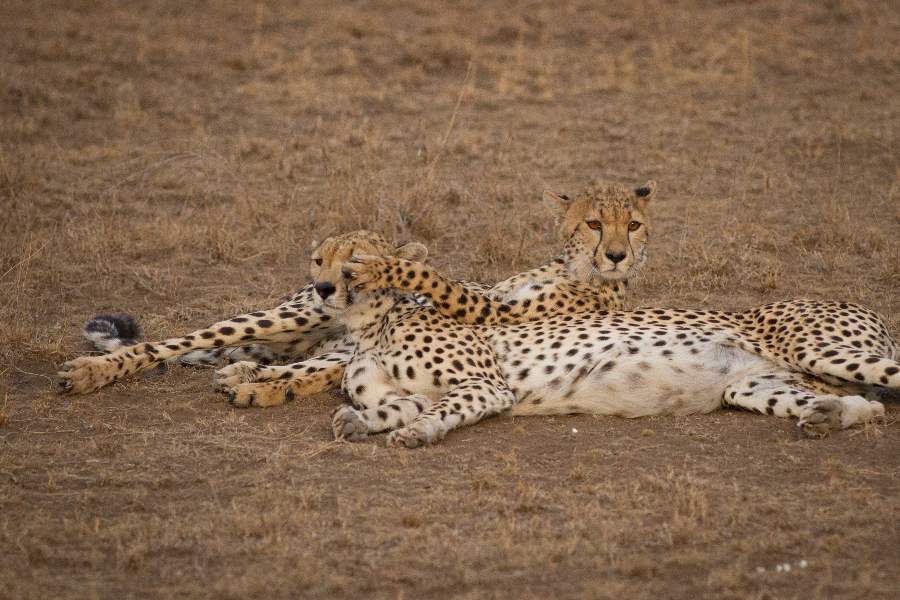 AFRICAN SCENIC SAFARIS