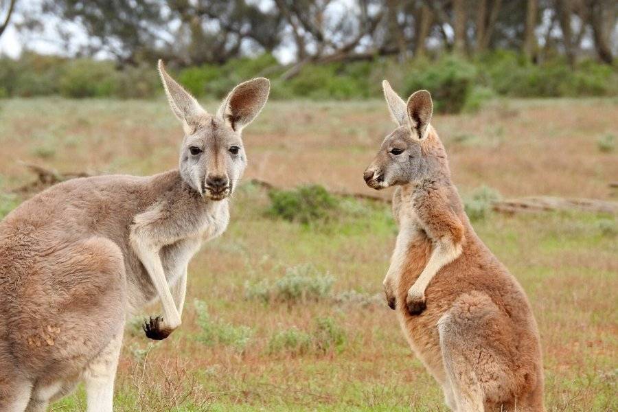 Kangourous - ©PLANÈTE AUSTRALIE